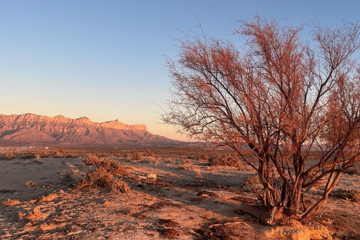 Desert landscape with dry bushes and distant mountains at sunset.