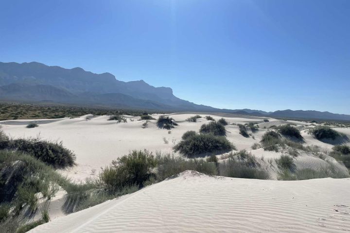 White sand dunes with sparse shrubs under a clear blue sky, mountains in the background.